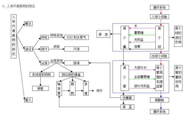 生物高分的秘密：生物思维导图-6.jpg