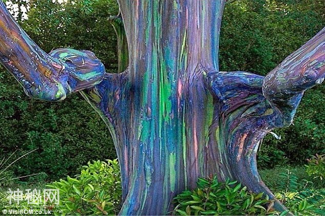 盘点世界上奇特的15种自然现象-5.jpg