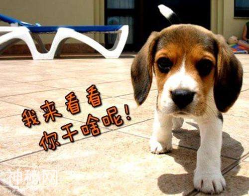 可爱乖巧动物搞笑自拍合集-6.jpg