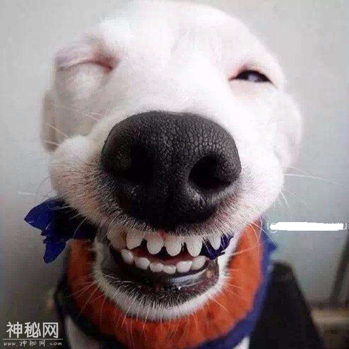可爱乖巧动物搞笑自拍合集-12.jpg