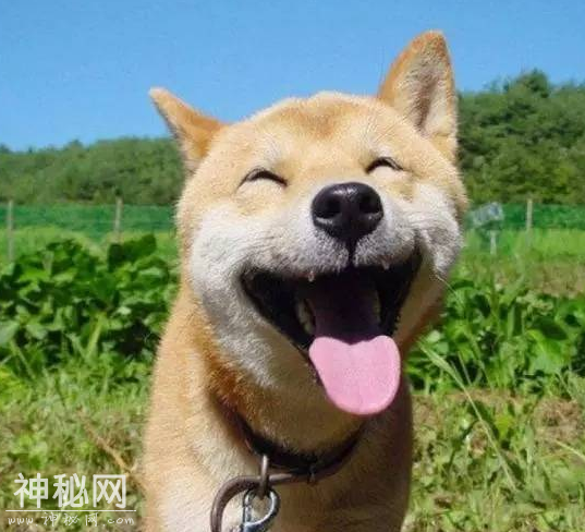 可爱乖巧动物搞笑自拍合集-15.jpg