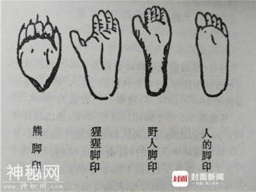起底神龙架“野人之谜”-10.jpg