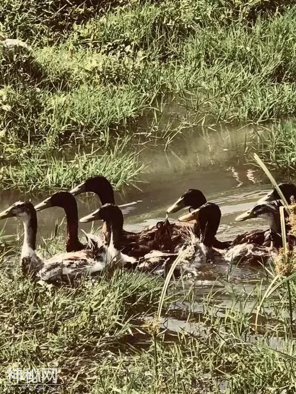 阳春永宁镇的这个瑶族，你听说过吗？-15.jpg