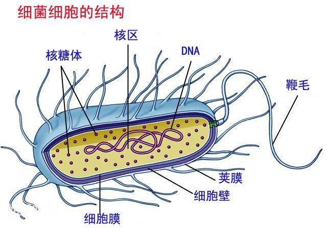 「专题」病毒VS细菌，别再傻傻分不清-2.jpg