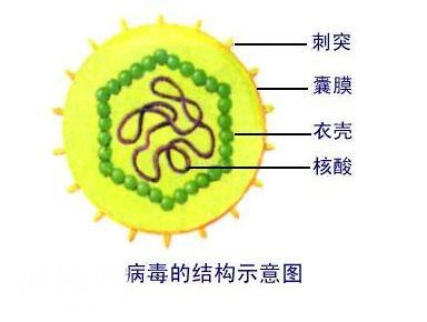 「专题」病毒VS细菌，别再傻傻分不清-3.jpg