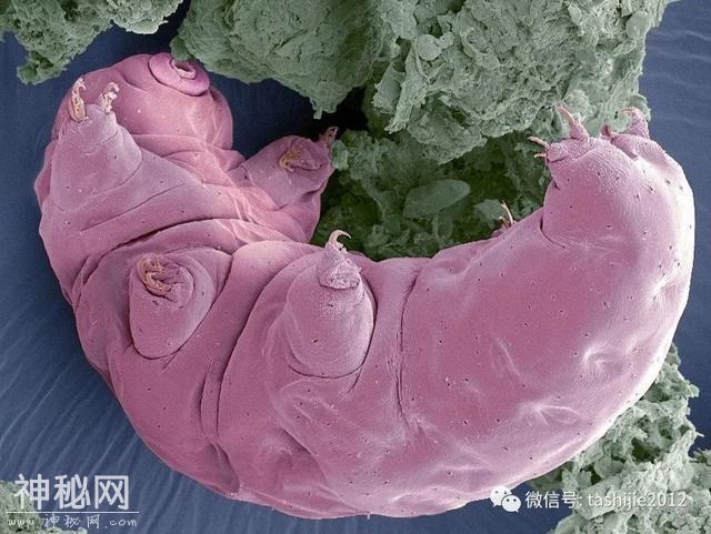 地球最强生物——水熊虫-2.jpg