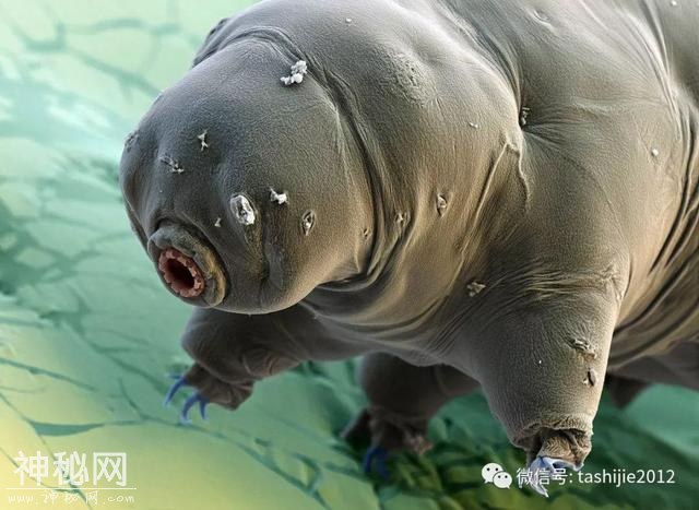 地球最强生物——水熊虫-5.jpg