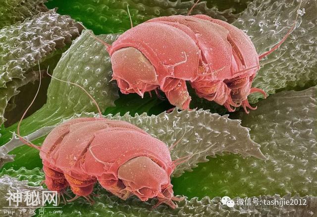 地球最强生物——水熊虫-4.jpg