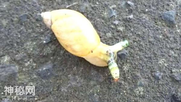 女子野外游玩看见“未知生物”在爬，细看后屏住呼吸！-1.jpg