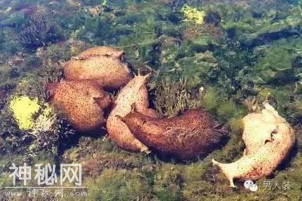 来，跟这些动物学习疯狂交配-9.jpg