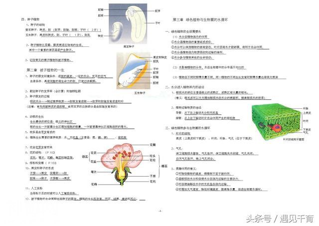 人教版生物七年级上册复习资料大全-4.jpg