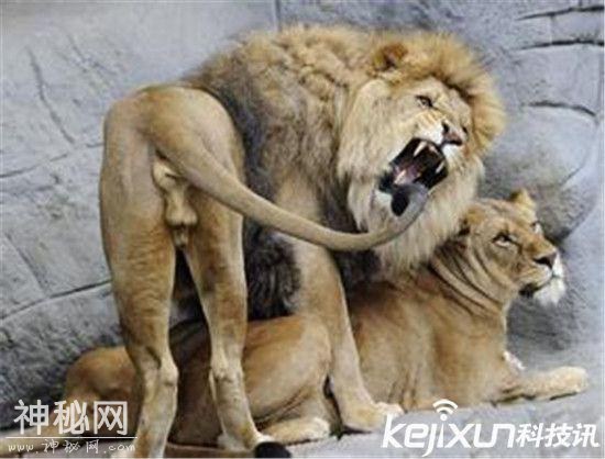 动物世界为交配而死动物盘点 实拍狮子交配-6.jpg
