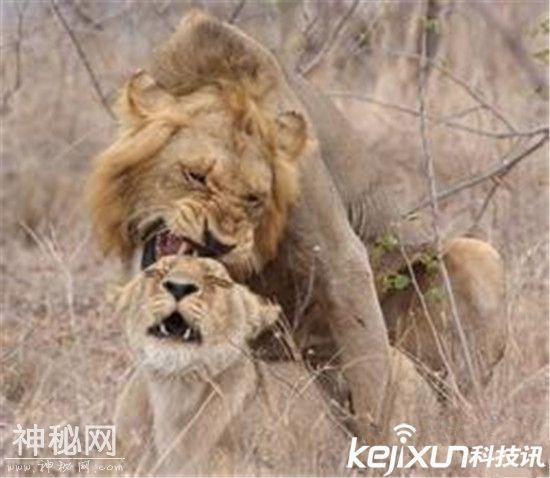 动物世界为交配而死动物盘点 实拍狮子交配-4.jpg