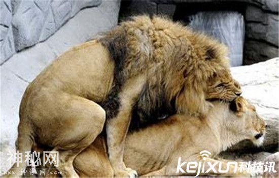 动物世界为交配而死动物盘点 实拍狮子交配-3.jpg