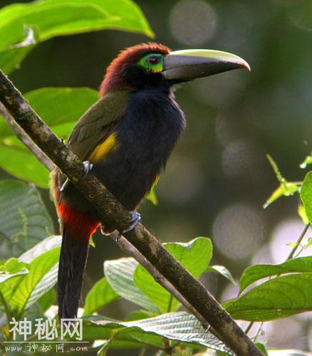 动物奇葩交配方式大盘点，看完羞羞哒！-10.jpg