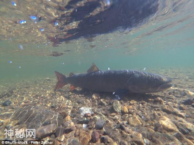 新疆再现“水怪”？游客拍下湖面不明生物，身长或达10米-4.jpg
