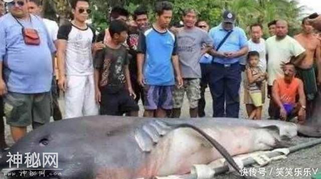 海洋未知奇异生物，一个比一个吓人，海洋面纱什么时候掀开-1.jpg