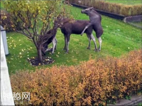 盘点令人瞠目动物交配：猴子群交与猫乱伦(图)-动物-8.jpg