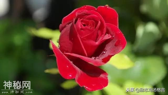 人生感悟24句：心情唯美经典励志语录，深入人心-4.jpg