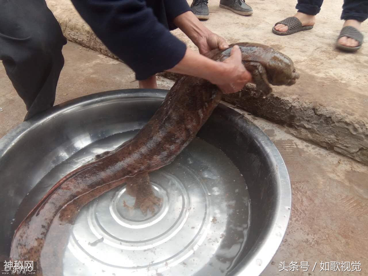 农民河里逮到18斤重“水怪”，有人“好言相劝”他却拨通一个电话-2.jpg