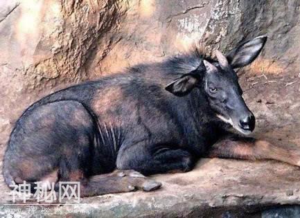 盘点中国5种未知的诡异生物，第3种曾被人多次目击发现到-2.jpg