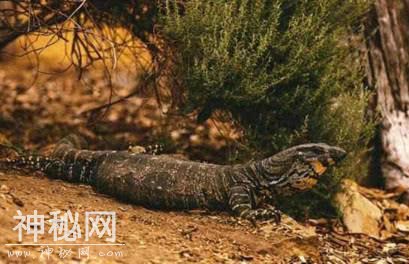 盘点中国5种未知的诡异生物，第3种曾被人多次目击发现到-1.jpg