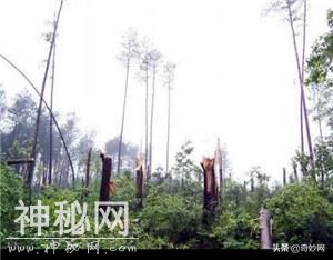 神农架野人之谜 野人真的存在？-1.jpg