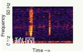 深海神秘声音，研究人员：或未知“史前生物”发出！-1.jpg