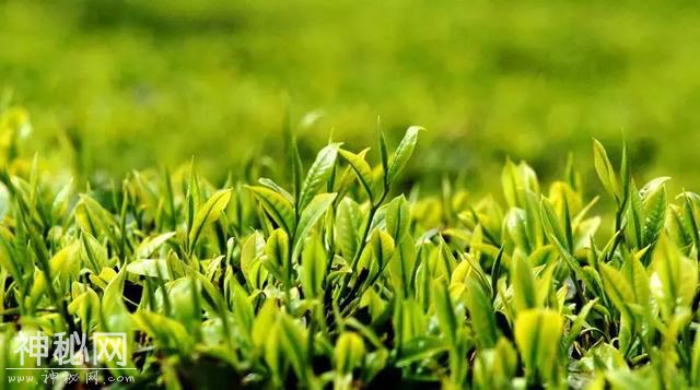 三道茶、烤茶、盐茶……白族民间饮茶习俗了解一下！-1.jpg