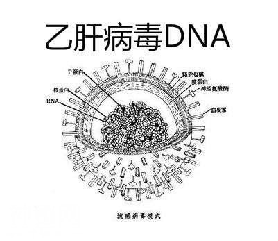 无症状小三阳和乙肝病毒DNA-4.jpg