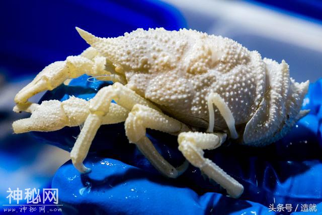 浩瀚的深海中究竟还藏着多少未知的奇异生物？-12.jpg