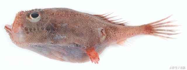 浩瀚的深海中究竟还藏着多少未知的奇异生物？-8.jpg