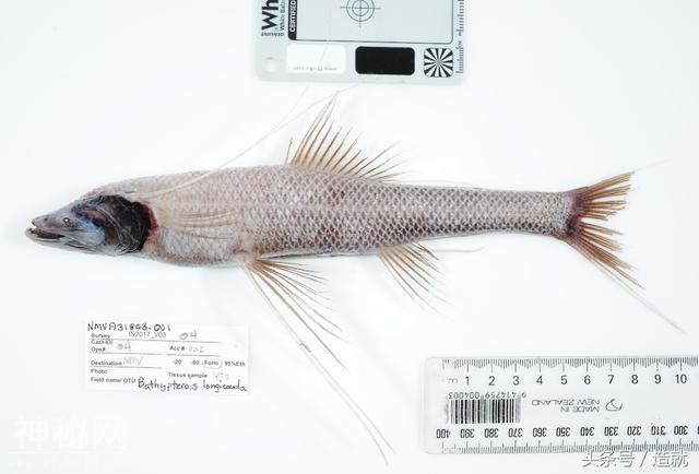 浩瀚的深海中究竟还藏着多少未知的奇异生物？-10.jpg