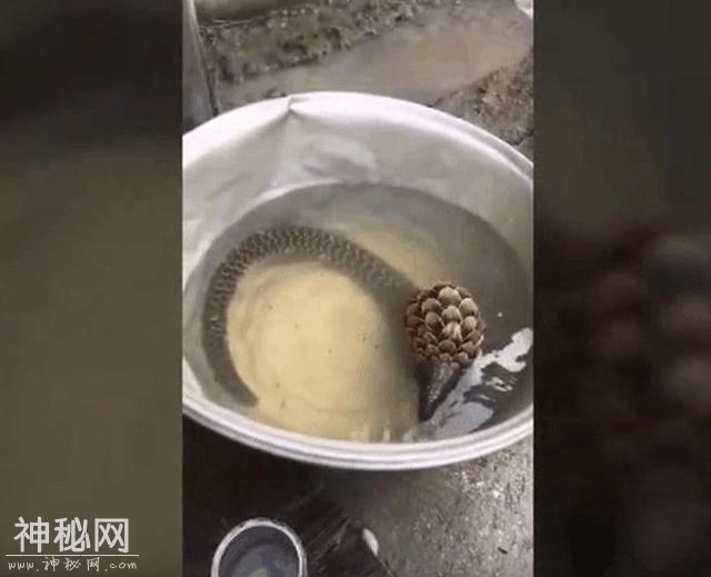 男子从野外捡回一个长满鳞甲的神秘蛇形生物，疑似未知生物-1.jpg