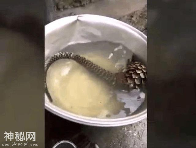 男子从野外捡回一个长满鳞甲的神秘蛇形生物，疑似未知生物-3.jpg