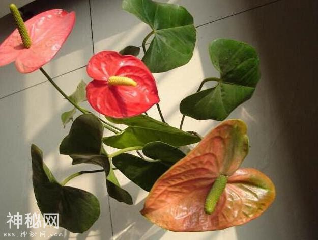 盆栽红掌花朵颜色变淡或变绿，除了花期自然现象，还有哪些原因？-4.jpg