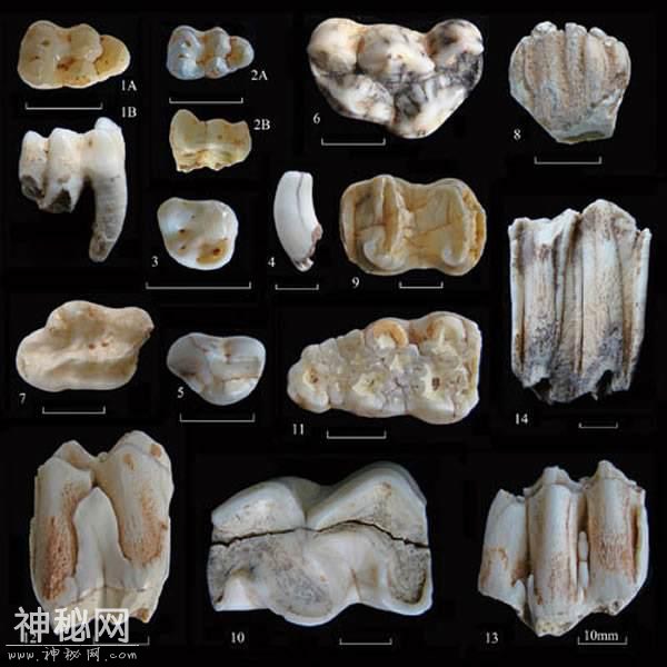 湖南有一群奇人，专给皇帝玩弄，专家：人类起源中国的证据找到了-1.jpg