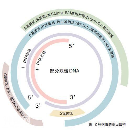 乙肝病毒为何如此顽固？-3.jpg