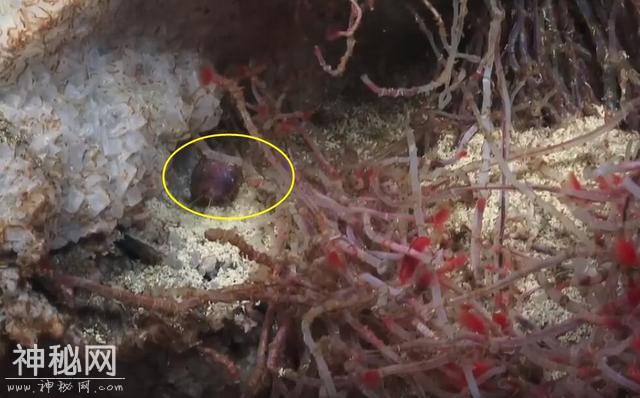 罕见！科学发现宽25米的“神秘”河流，86度高温之下还有生物-4.jpg