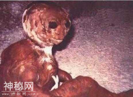 「未知生物」5种不明生物，都是真实事件？还是都市传说？-6.jpg
