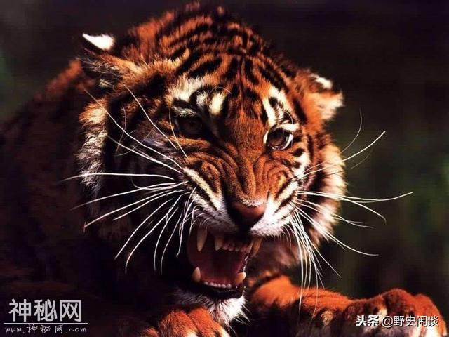 在古代，为什么把老虎称为“大虫”?-3.jpg