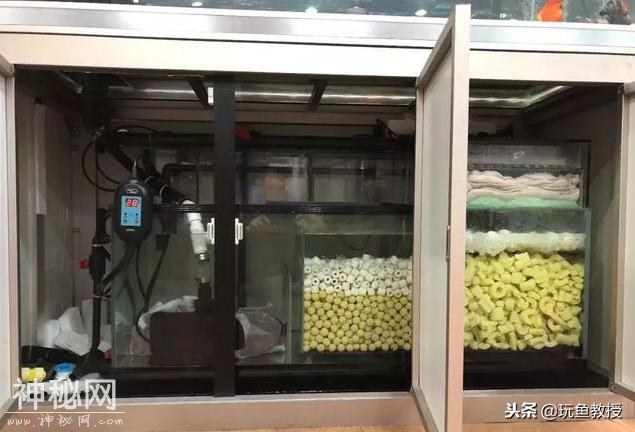 硝化细菌怎么养？如何知道已经养好硝化细菌？-4.jpg