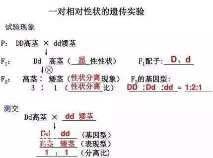 高中生物：必考重点（完整版），孩子早晚背一遍，3年一分不扣！-13.jpg