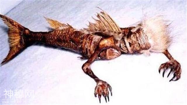 格陵兰海惊现未知生物，是NINGEN的重现？还是传说中的美人鱼？-2.jpg