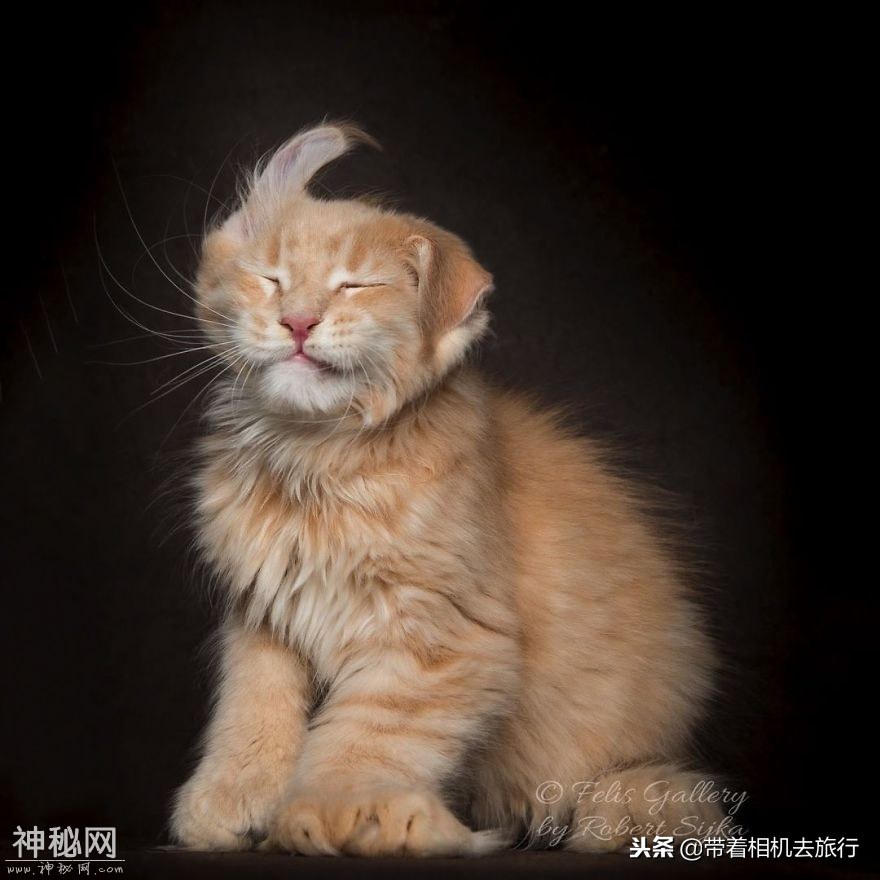 这种家猫外形酷似雄狮，是最大的家养猫科动物之一-6.jpg