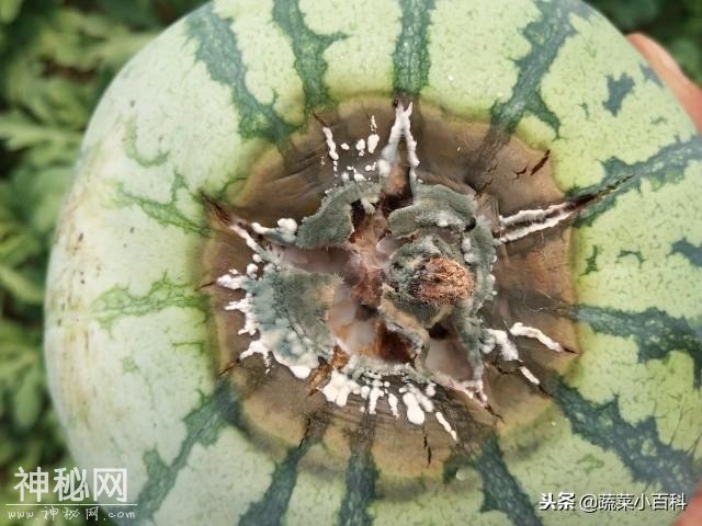 速速收藏！最全细菌病病害识别速查表-1.jpg