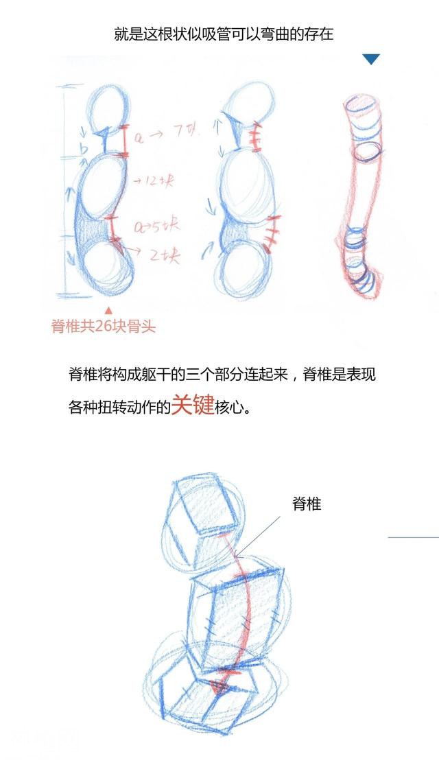 人体动态到底怎么画？（透视+体块）-7.jpg