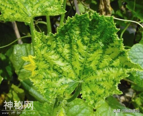 黄瓜病毒这样治，轻轻松松-1.jpg
