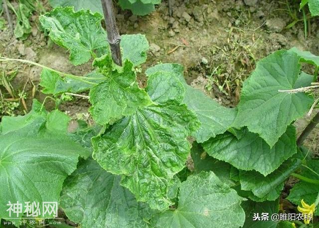 黄瓜病毒这样治，轻轻松松-2.jpg