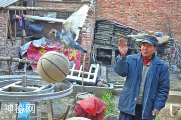 “二师兄”能跨栏、能拉车山羊会“踩花瓶” 他驯的动物都身怀绝技-1.jpg